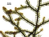 Cladostephus spongiosus4